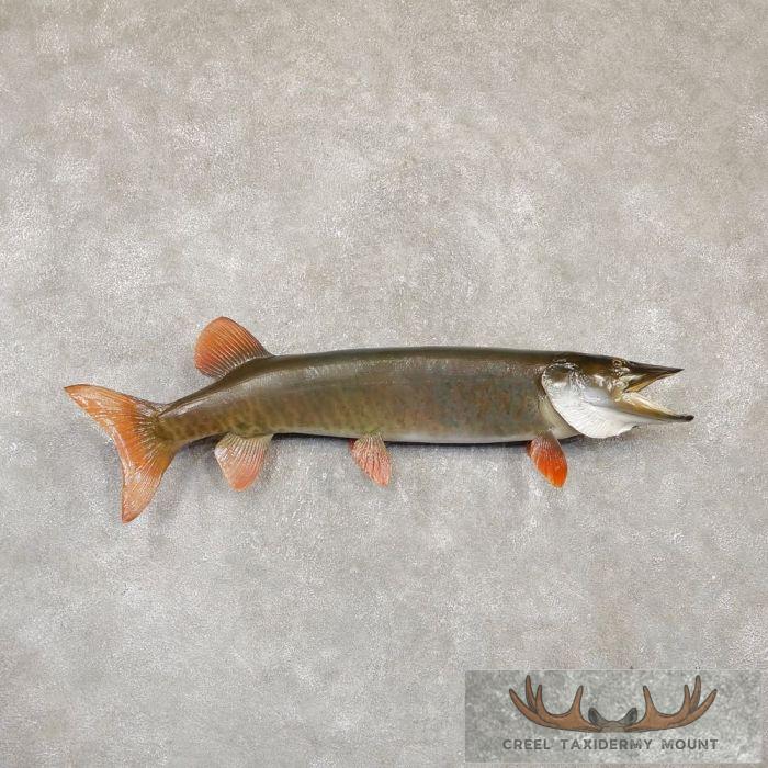 39.5" Muskellunge Taxidermy Fish Mount For Sale