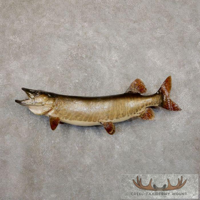 36" Muskellunge Taxidermy Fish Mount For Sale