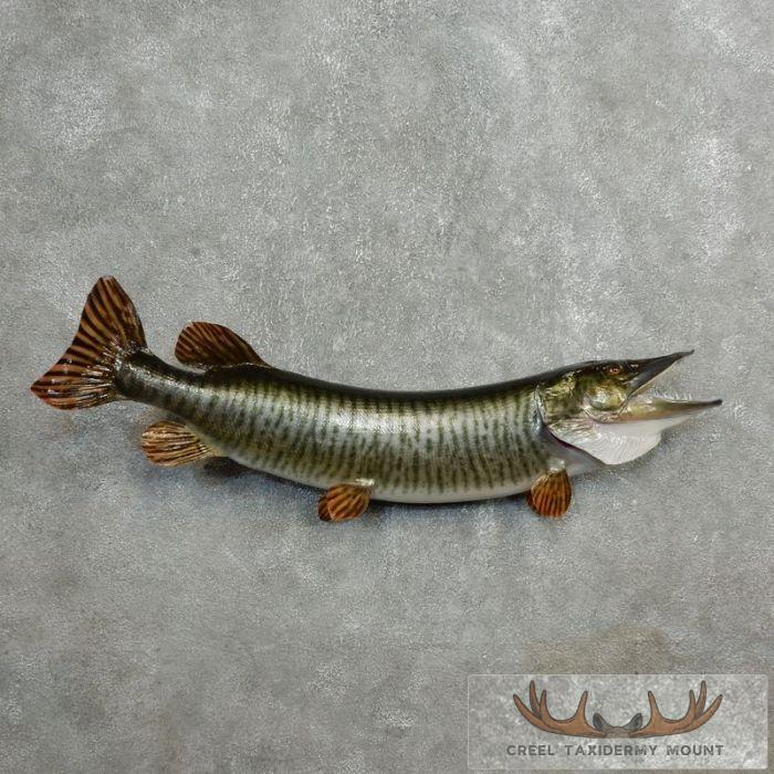 37" Muskellunge Fish Mount