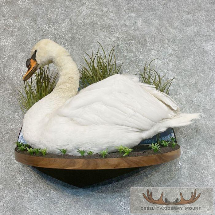 Mute Swan Taxidermy Bird Mount For Sale
