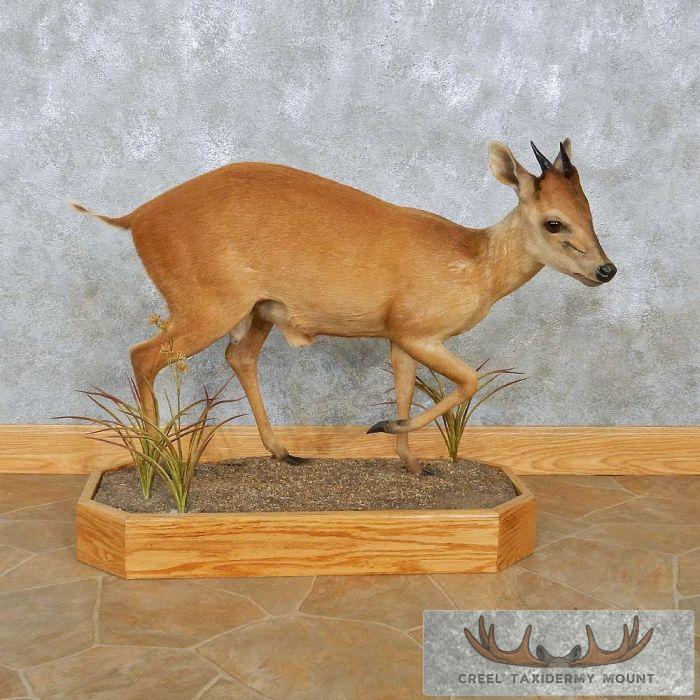Natal Red Duiker Life-Size Taxidermy Mount For Sale