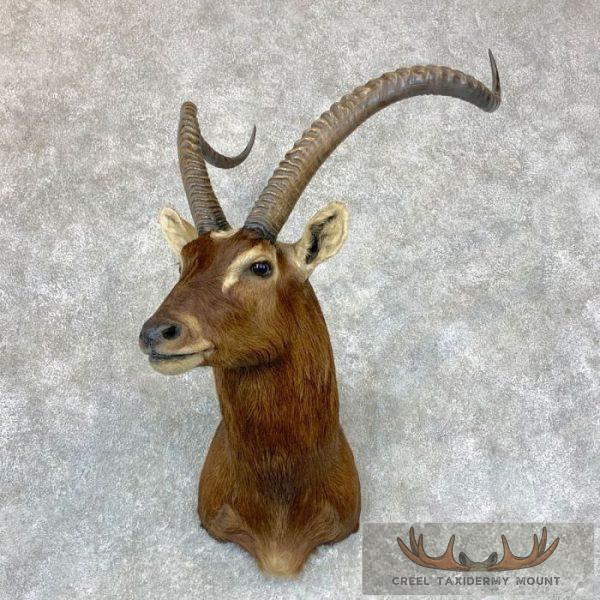 Nile Lechwe Shoulder Mount For Sale