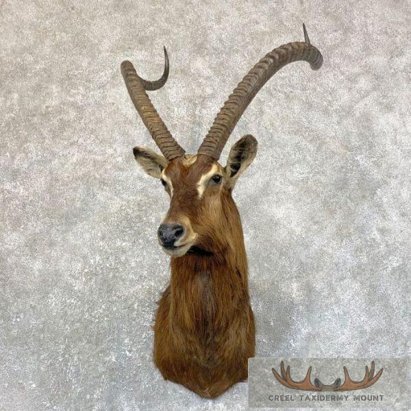 Nile Lechwe Shoulder Mount For Sale