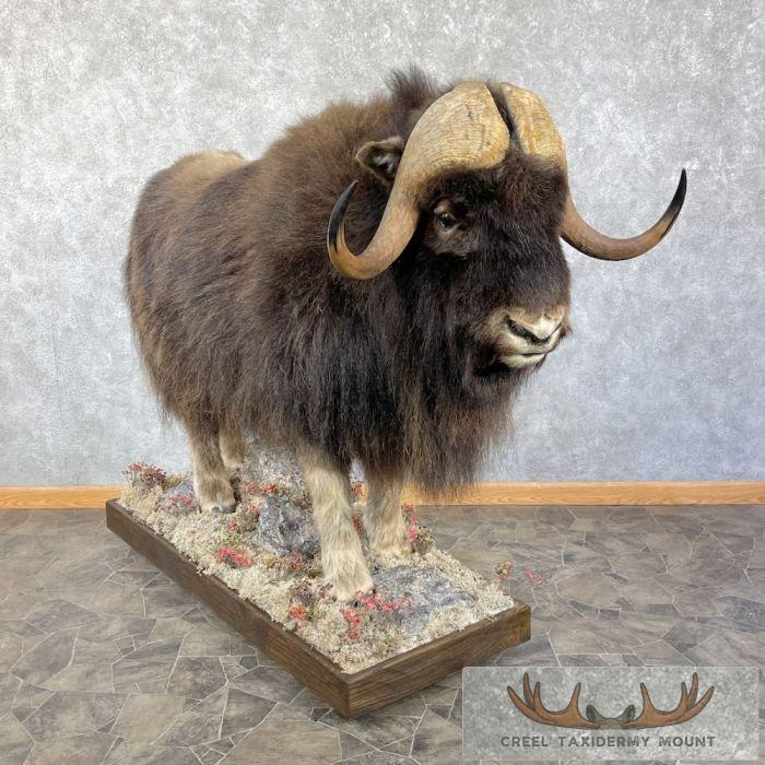 Barren Ground Muskox Life-Size Taxidermy Mount For Sale