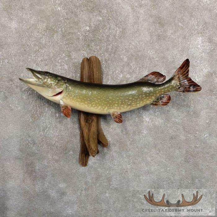 26.75" Northern Pike Taxidermy Fish Mount For Sale