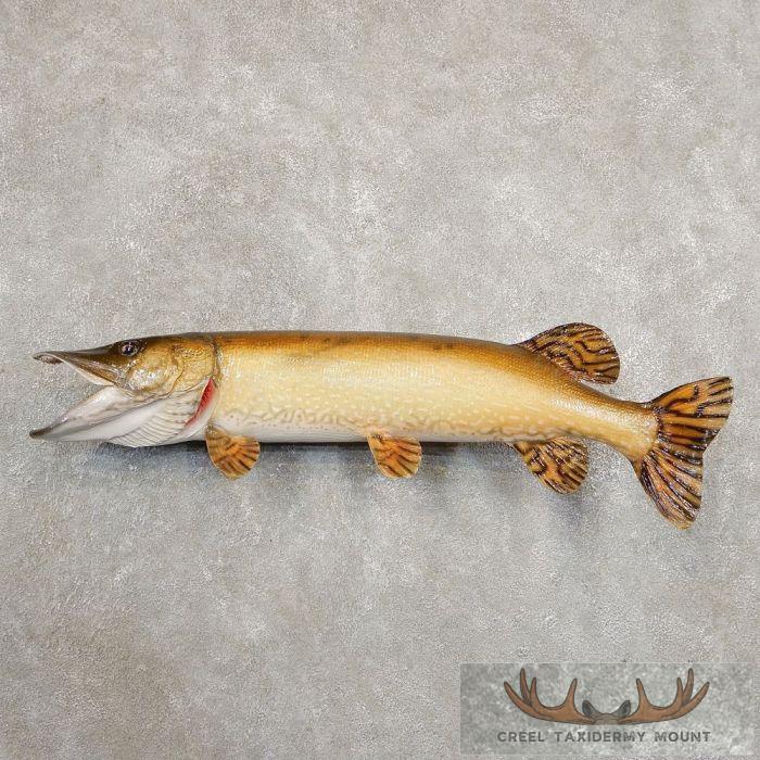 34.5" Northern Pike Taxidermy Fish Mount For Sale