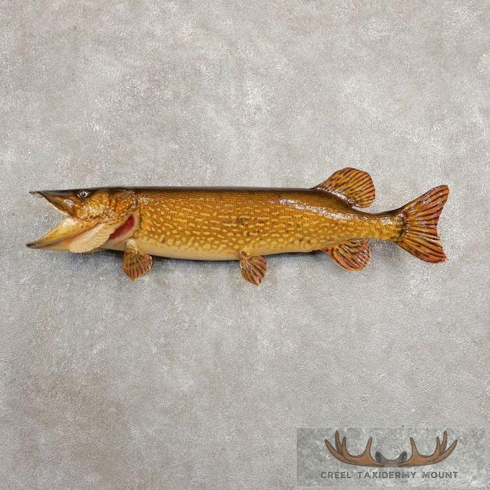 33.5" Northern Pike Taxidermy Fish Mount For Sale