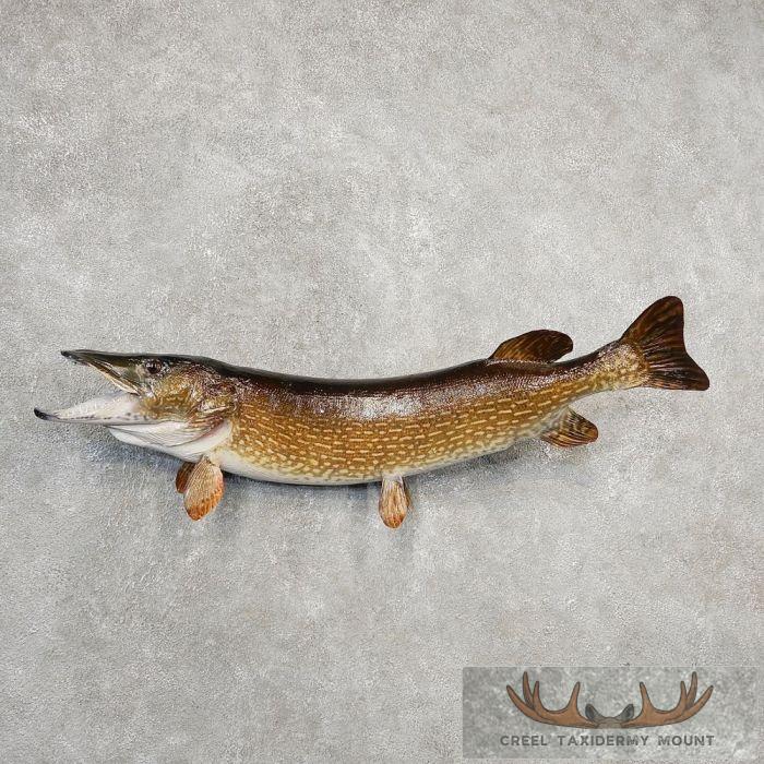 37" Northern Pike Taxidermy Fish Mount For Sale