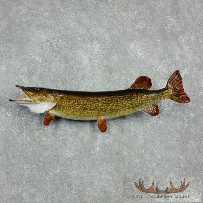 38.5" Northern Pike Taxidermy Fish Mount For Sale
