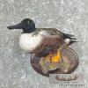 Northern Shoveler Taxidermy Duck Mount For Sale