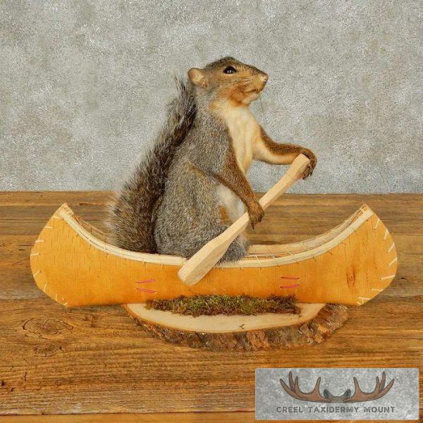Canoe Squirrel Novelty Taxidermy Mount For Sale