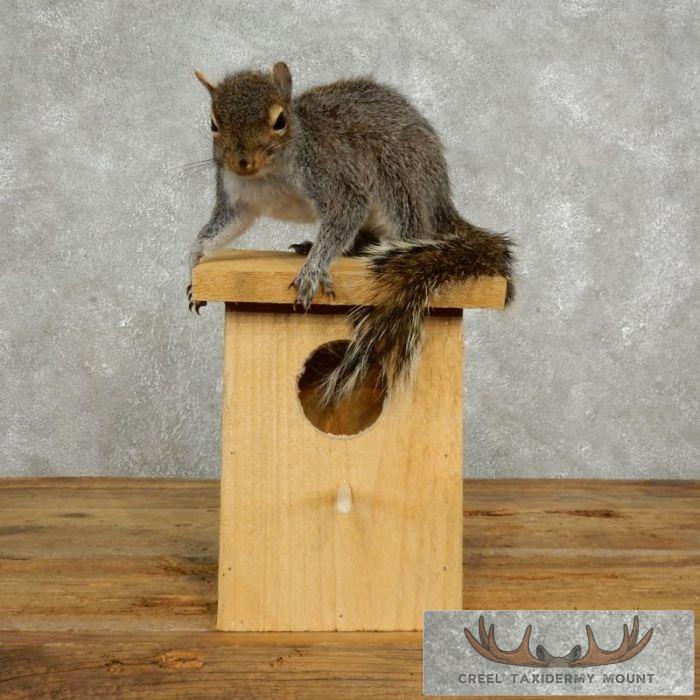 Novelty Squirrel & Birdhouse Taxidermy Mount For Sale