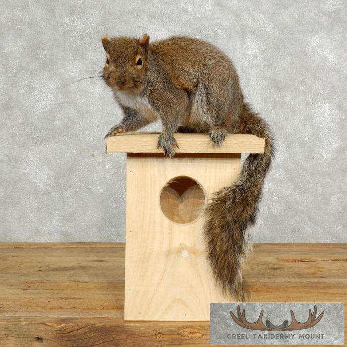 Novelty Squirrel & Birdhouse Taxidermy Mount For Sale