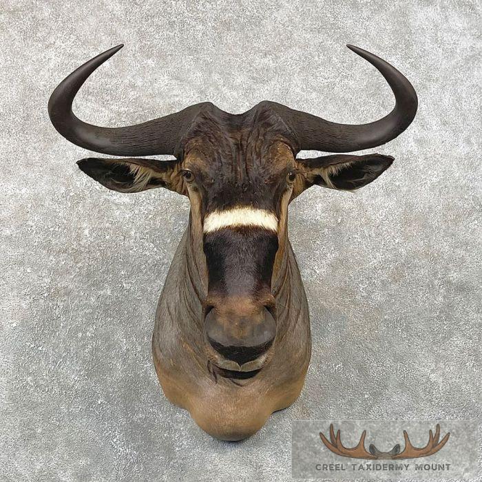 Nyasa Wildebeest Taxidermy Shoulder Mount For Sale