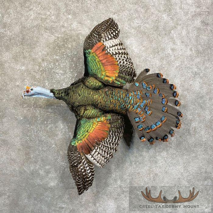 Ocellated Turkey Taxidermy Bird Mount For Sale