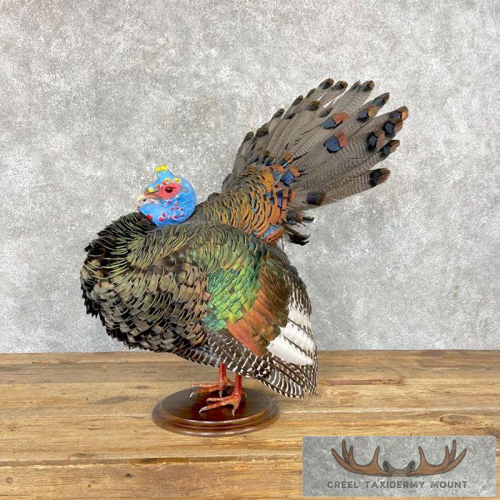 Ocellated Turkey Taxidermy Bird Mount For Sale