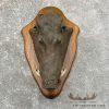 One-of-a-kind Boar Cast For Sale