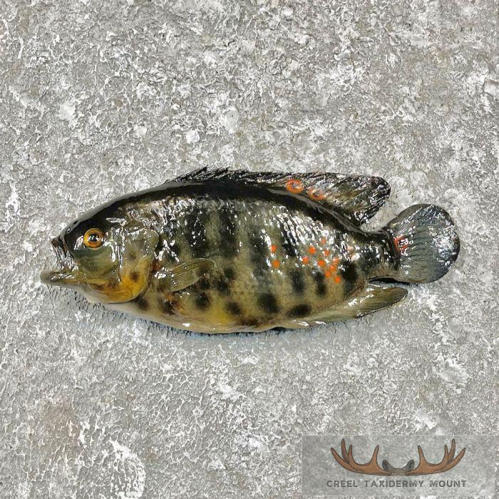 Oscar Taxidermy Fish Mount For Sale