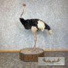 Ostrich Life-Size Taxidermy Mount For Sale