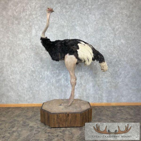 Ostrich Life-Size Taxidermy Mount For Sale