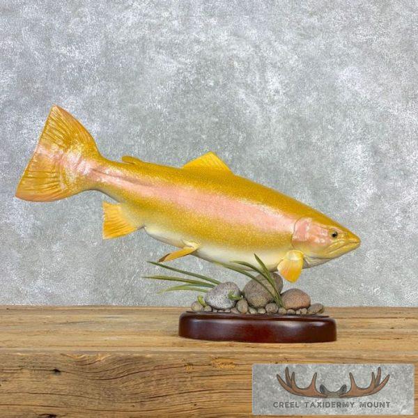 Palomino Trout Taxidermy Fish Mount For Sale