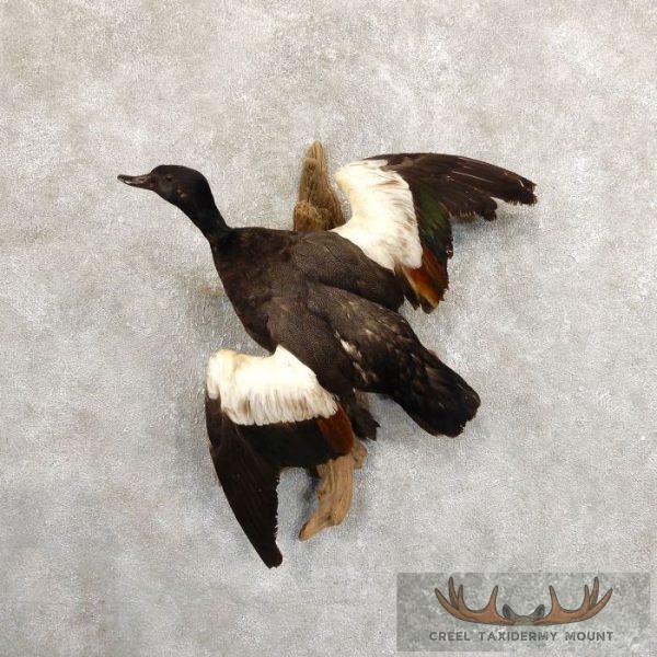 Paradise Shelduck Taxidermy Bird Mount For Sale