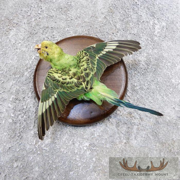 Parakeet Taxidermy Bird Mount For Sale