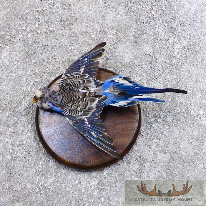 Parakeet Taxidermy Bird Mount For Sale