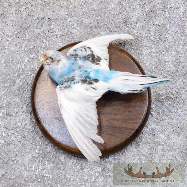 Parakeet Taxidermy Bird Mount For Sale