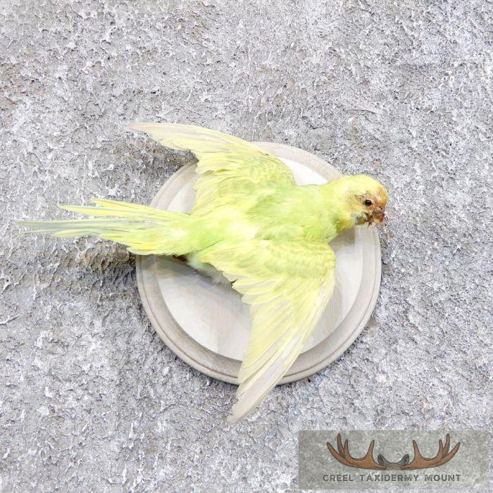 Parakeet Taxidermy Bird Mount For Sale