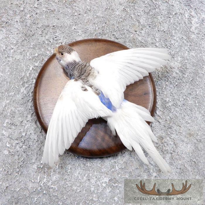 Parakeet Taxidermy Bird Mount For Sale