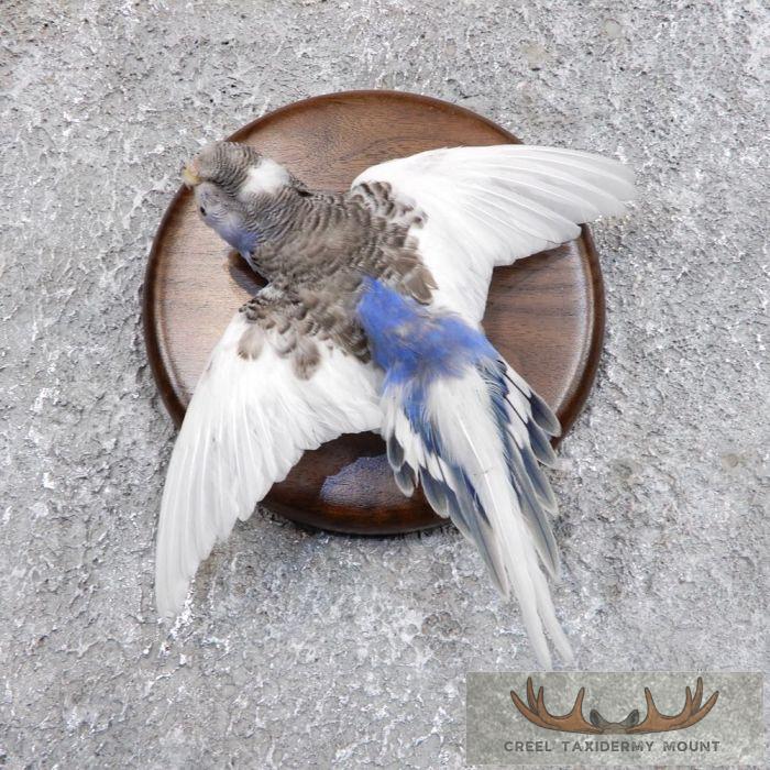 Parakeet Taxidermy Bird Mount For Sale