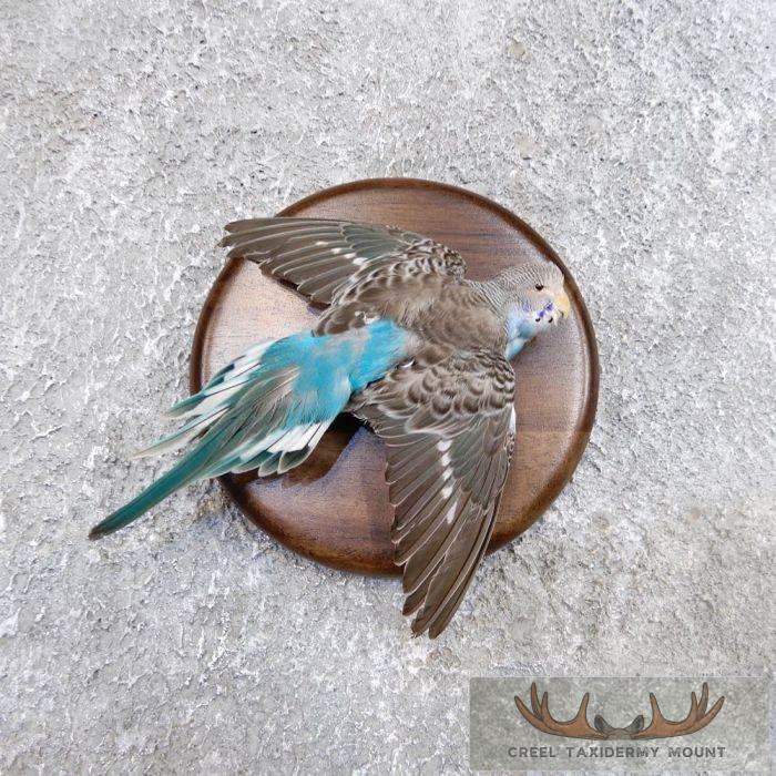 Parakeet Taxidermy Bird Mount For Sale