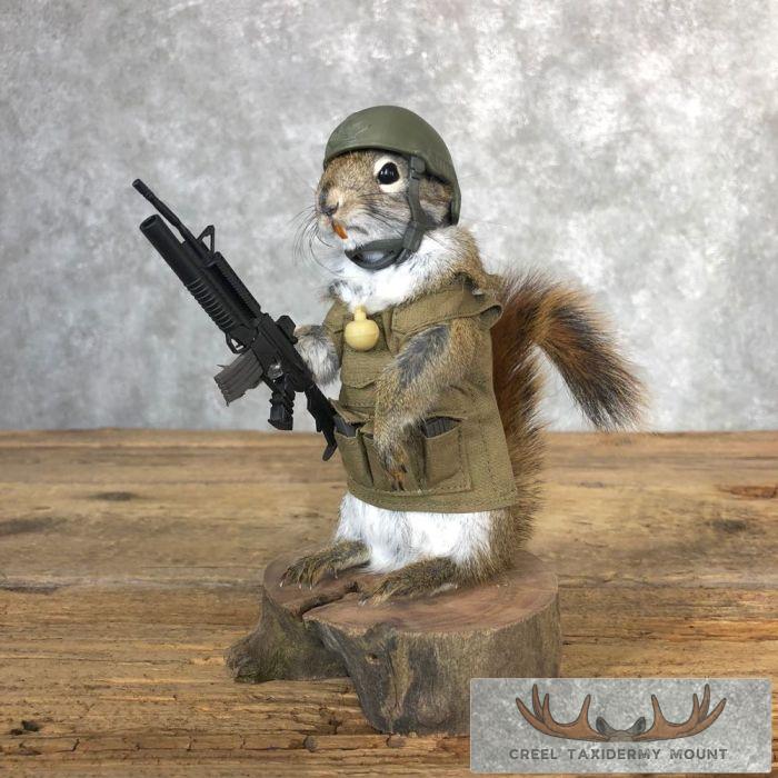 Patriot Squirrel Novelty Taxidermy Mount For Sale