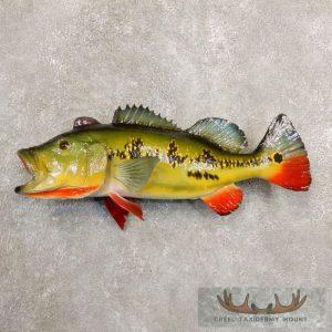 Peacock Bass Taxidermy Mount Taxidermy
