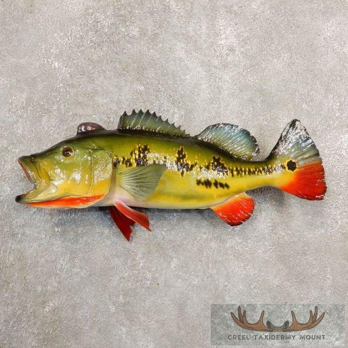 Peacock Bass Taxidermy Mount For Sale