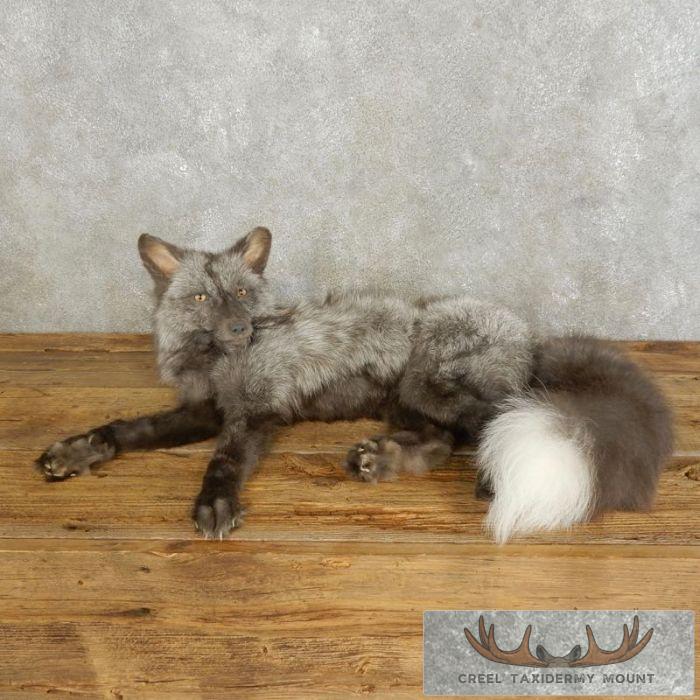 Pearl Fox Life-Size Taxidermy Mount For Sale