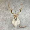 Peary Caribou Taxidermy Shoulder Mount For Sale
