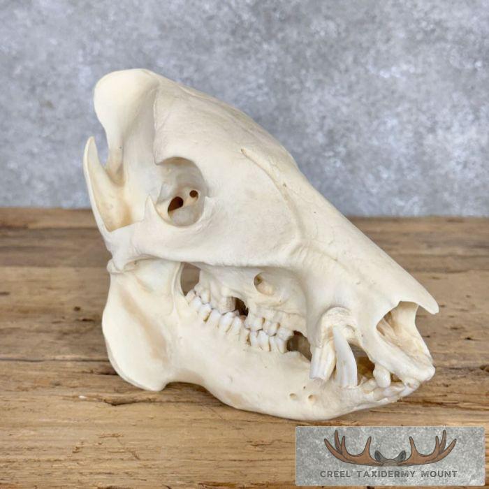 Peccary Skull Taxidermy Mount For Sale
