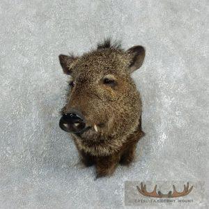 Collared Peccary Taxidermy Shoulder Mount Taxidermy