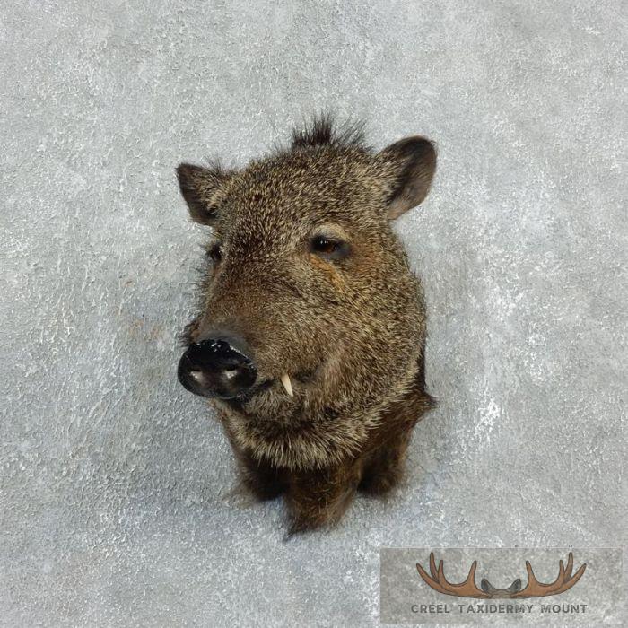 Collared Peccary Taxidermy Shoulder Mount For Sale