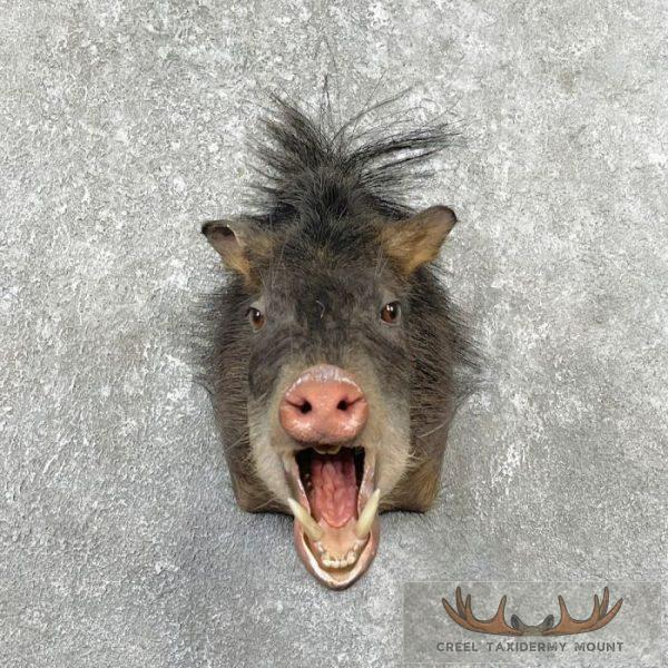 White-Lipped Peccary Taxidermy Shoulder Mount For Sale