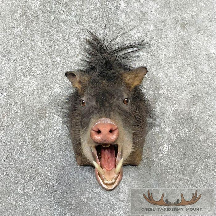 White-Lipped Peccary Taxidermy Shoulder Mount For Sale