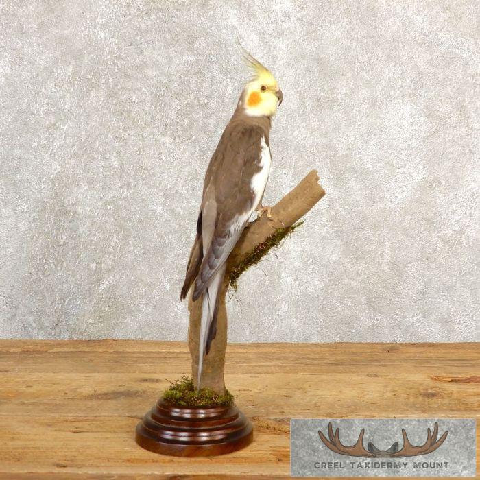Perched Cockatiel Taxidermy Bird Mount For Sale