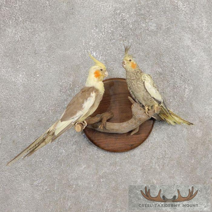 Perched Cockatiel Pair Taxidermy Bird Mount For Sale
