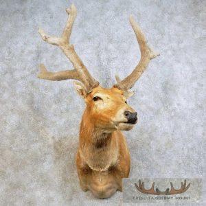 Pere David's Deer Stag Taxidermy Shoulder Mount Taxidermy
