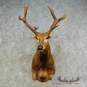 Pére David's Deer Stag Taxidermy Shoulder Mount Taxidermy