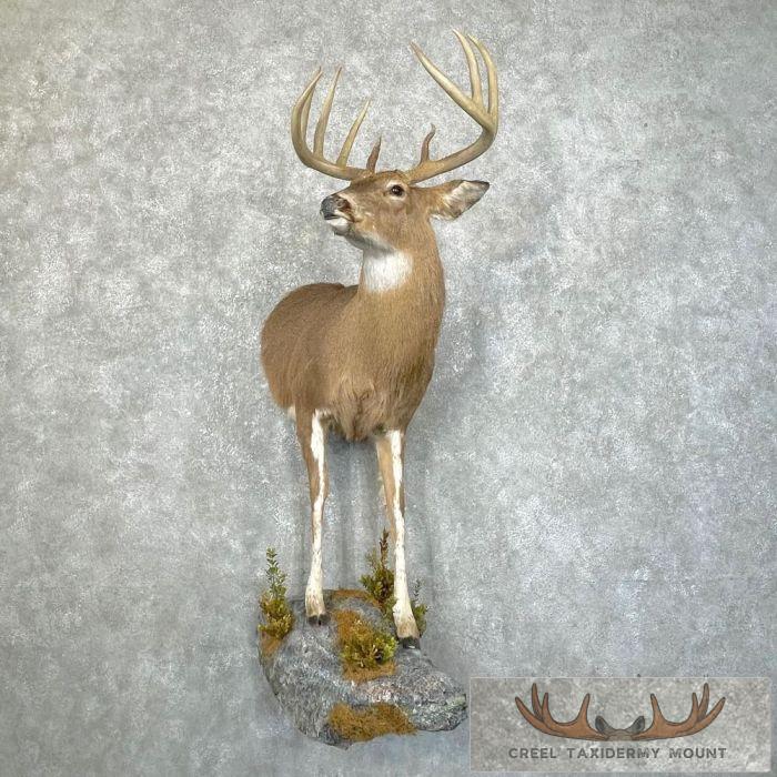 Piebald Whitetail Deer Half Life-Size Taxidermy Mount For Sale