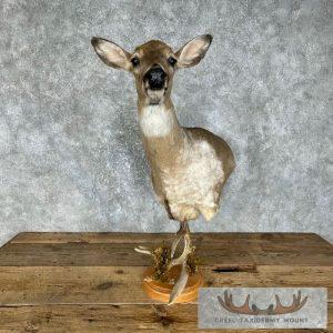 Piebald Whitetail Deer Desk Pedestal Taxidermy Mount Taxidermy