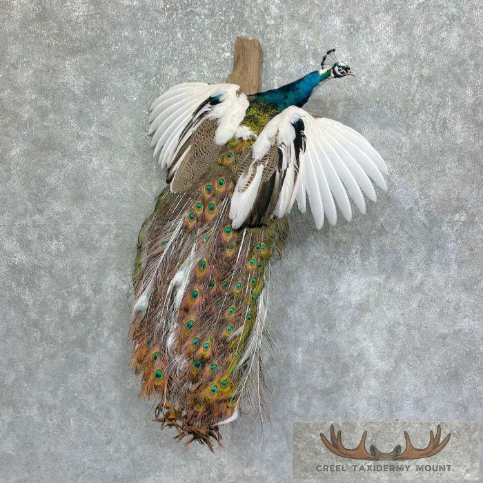 Pied Indian Peacock Taxidermy Bird Mount For Sale